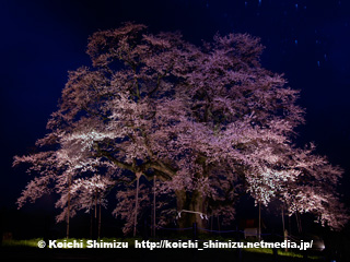 醍醐桜